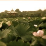 Shinobazu Lotus Pond 上野公園 Ueno Koen Tokyo, Boston Martial Arts Center